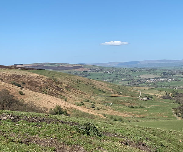 a hillside with animals roaming and a blue sky above